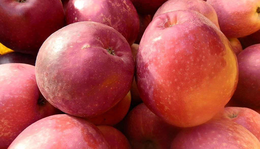 Pile of fresh local apples.